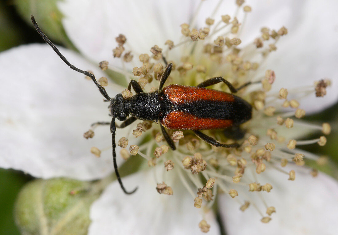 Black-striped longhorn beetle