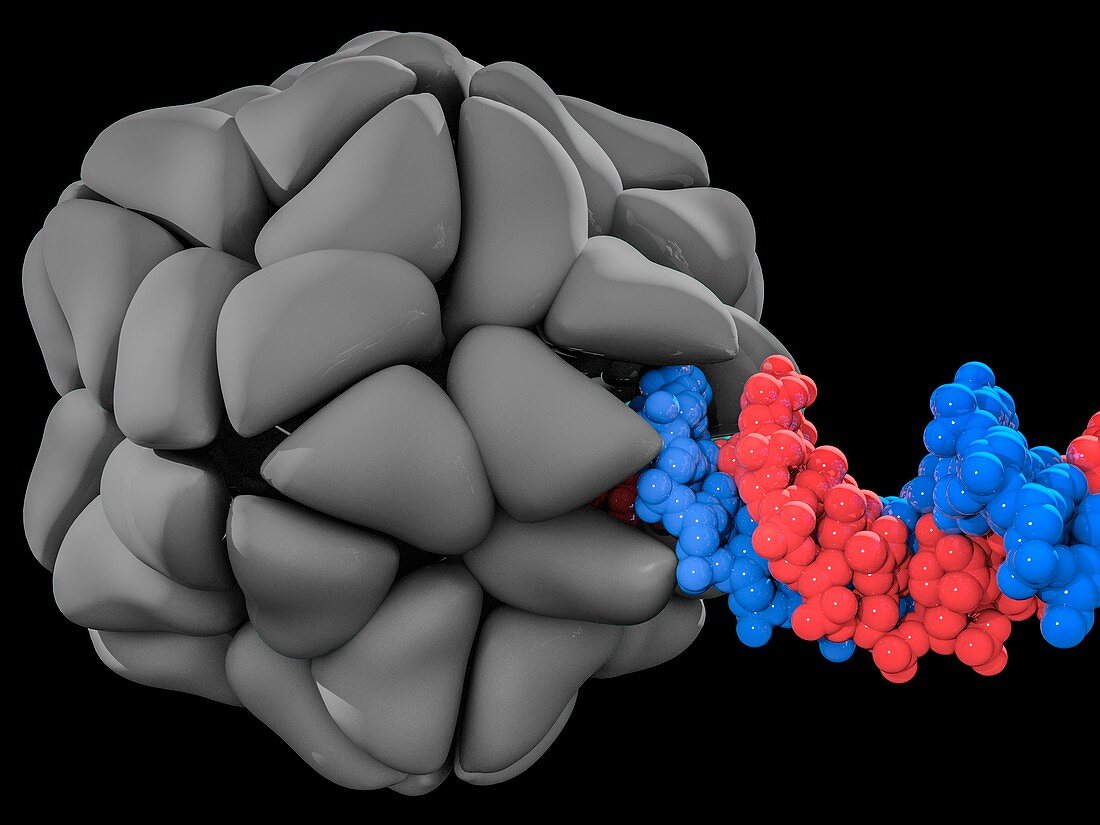 Genetic engineering,illustration