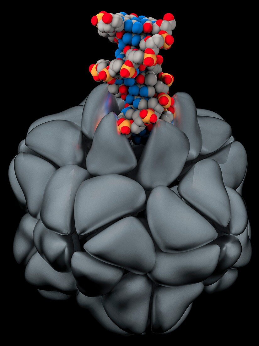 Genetic engineering,illustration