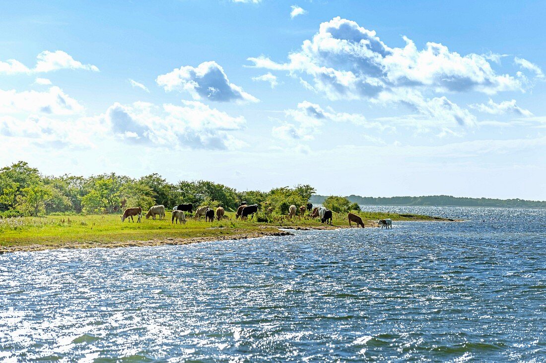 Cattle farming on the small island of Öhe in the Baltic Sea in Germany