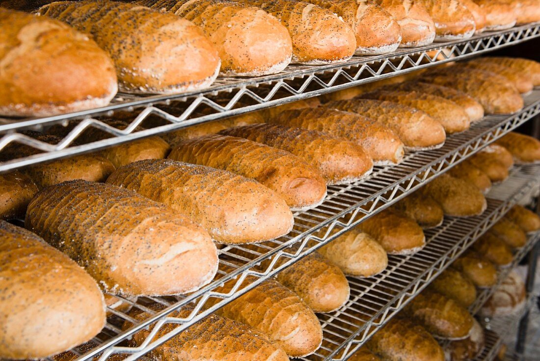 Loaves of white bread sprinkled with poppy seeds on shelves in a bakery