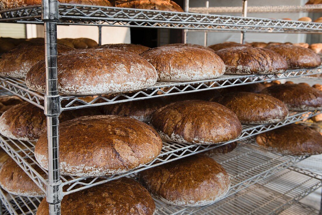 Loaves of Graham bread baked in a wood-fired oven on metal shelves in a bakery