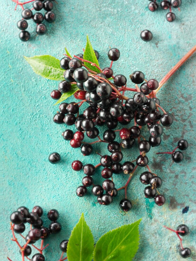 Freshly picked elderberries on a turquoise surface