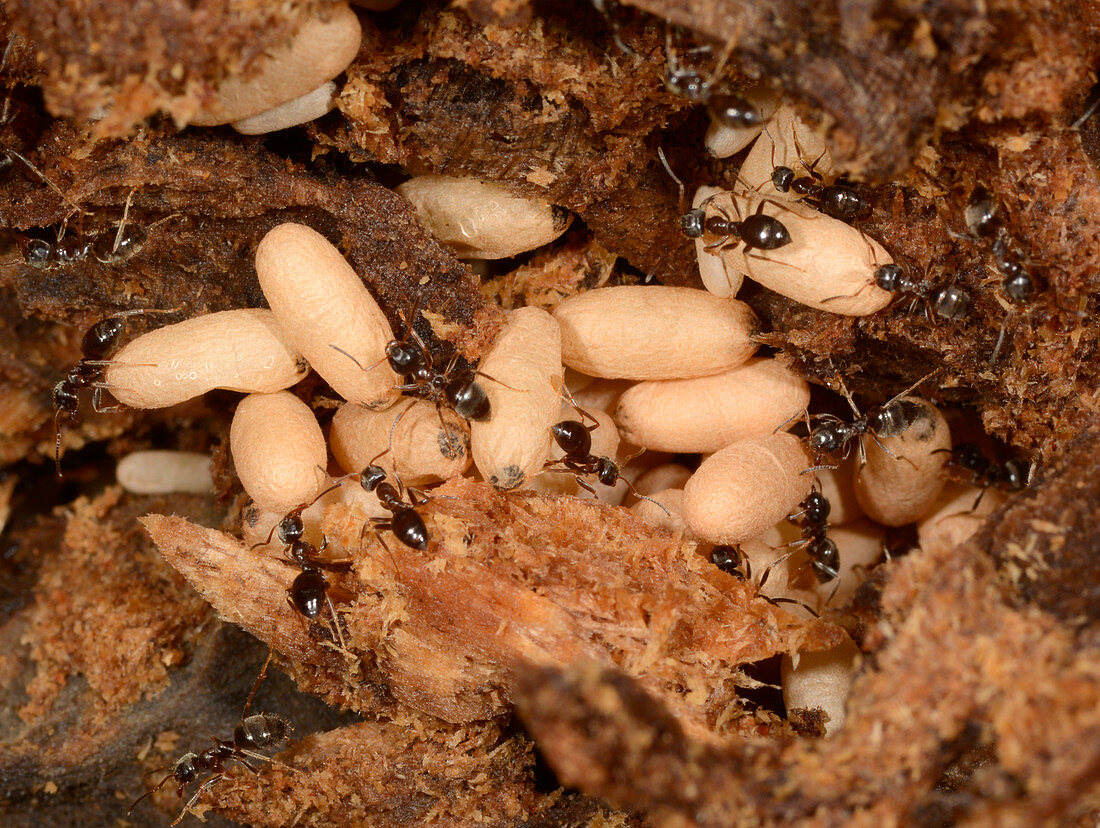 Ants nest and eggs