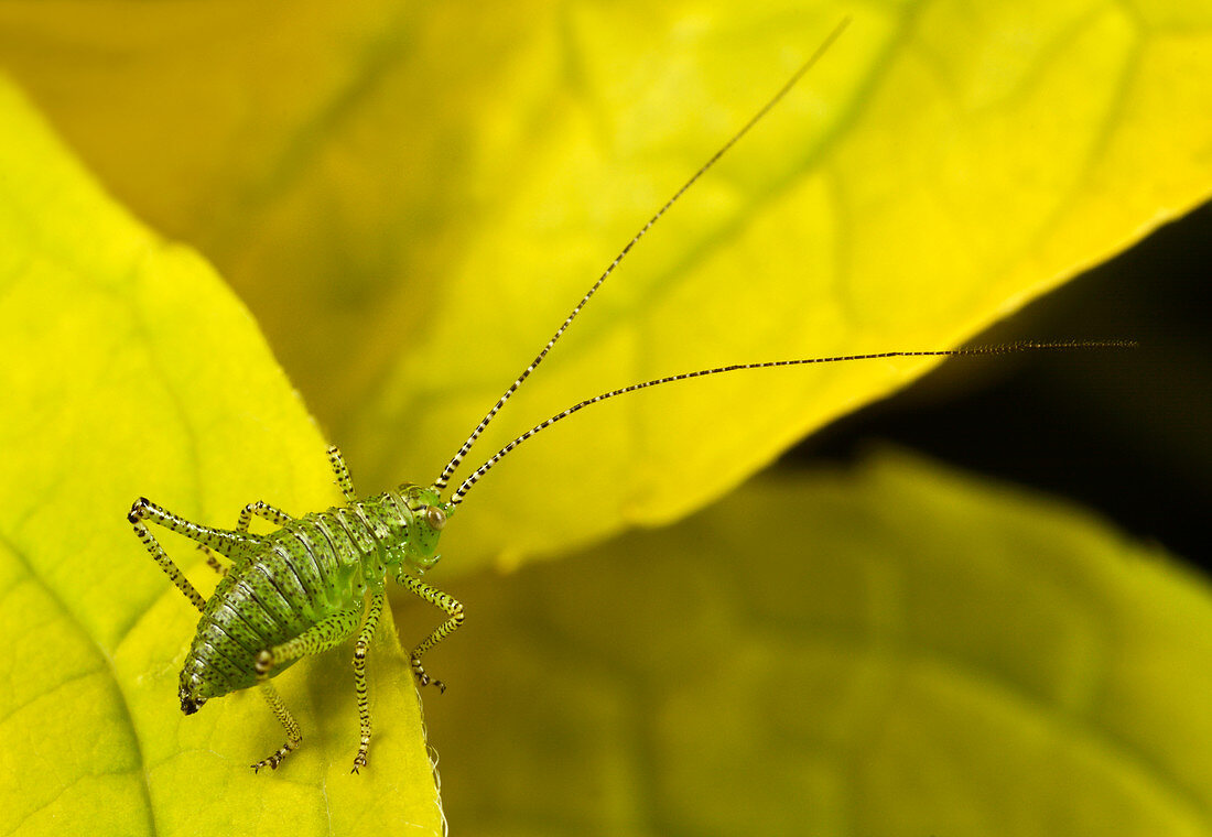 Speckled bush cricket nymph