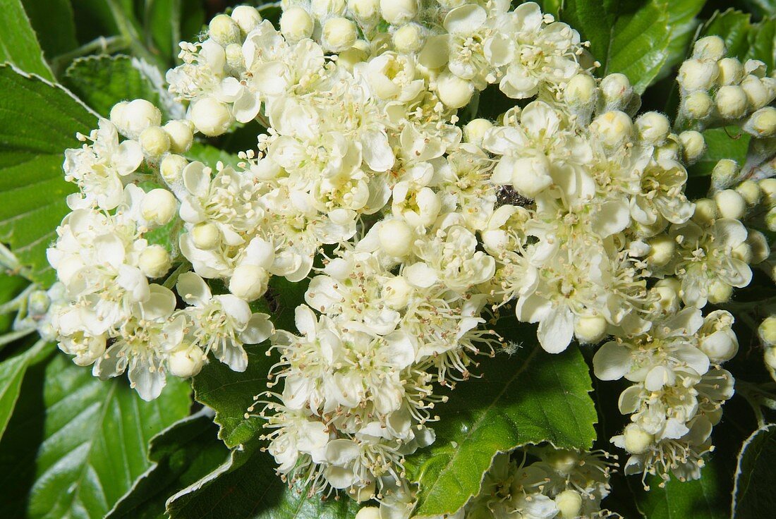 Common whitebeam flowers