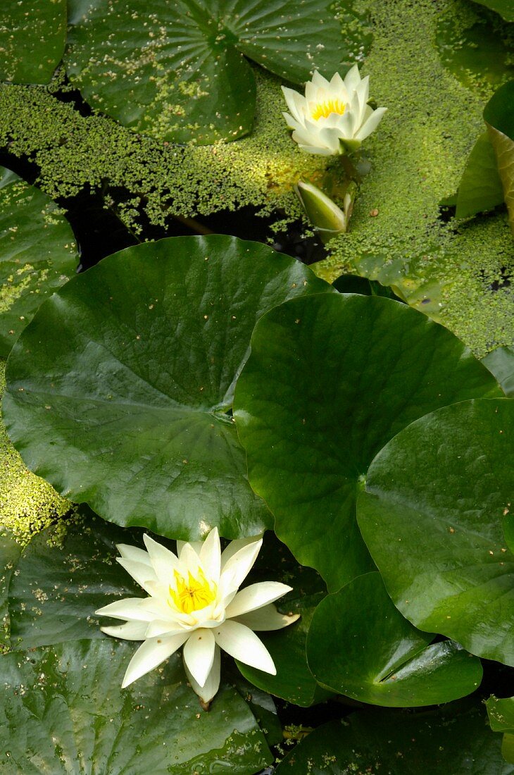 White-flowering water lily in pond