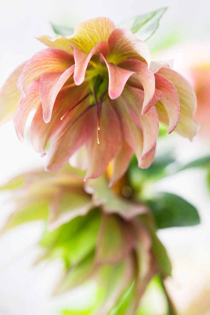 Hellebore flower