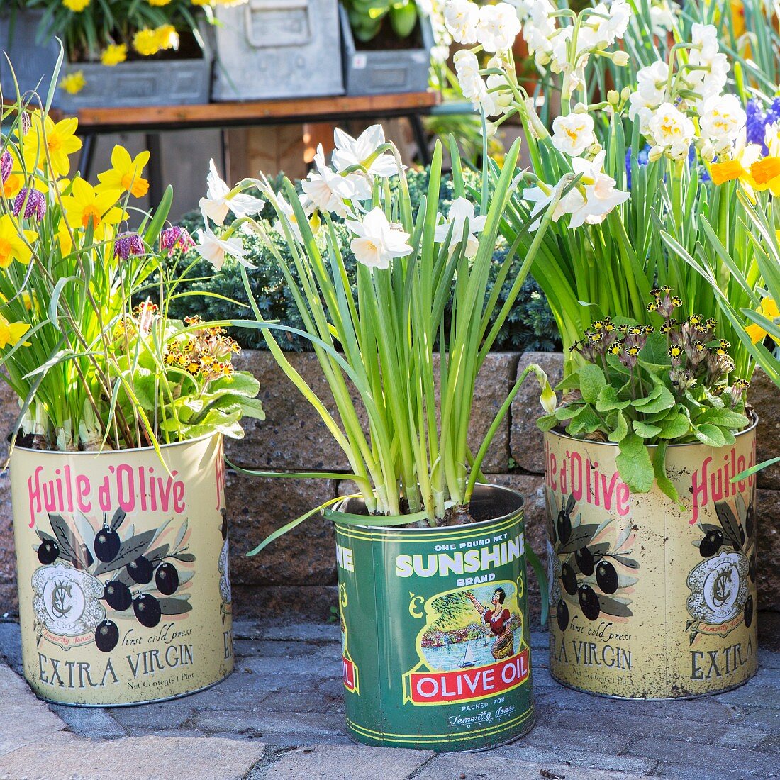Spring flowers in various vintage tin cans