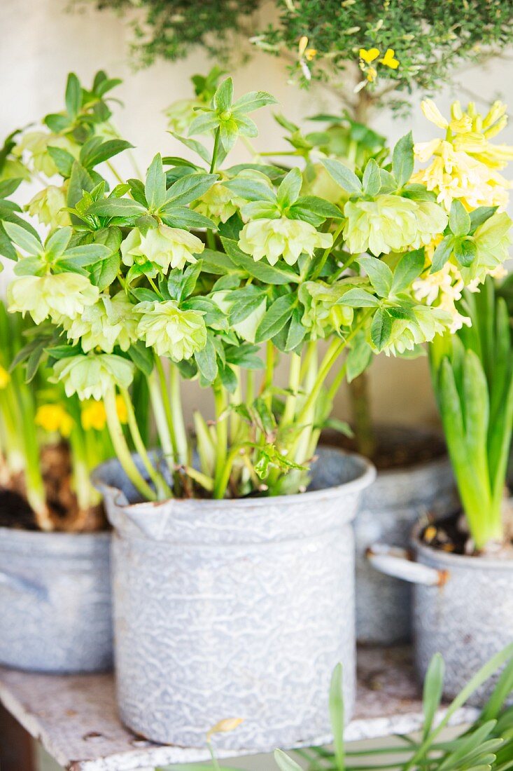 Planted arrangement in vintage containers