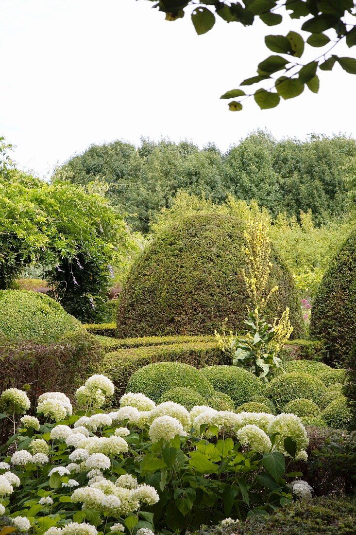 Blühende weiße Hortensien im Formgarten mit Buchsbaumkugeln