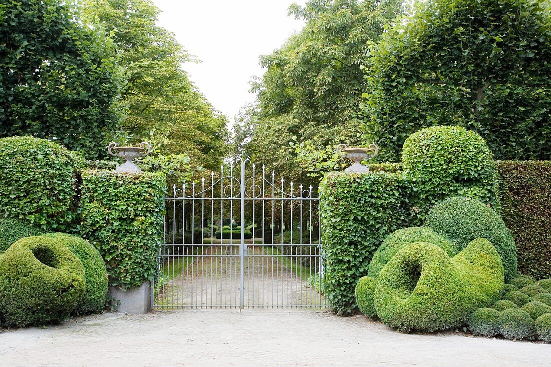 Clipped hedges and box topiary flanking garden gate