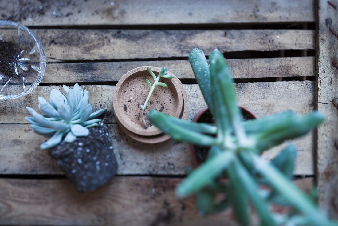 Succulents on top of old wooden crate