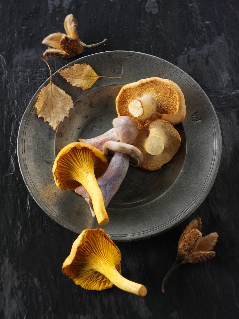Freshly picked chanterelle mushrooms, hedgehog mushrooms and Pied Bleu mushrooms in a basket on a metal plate