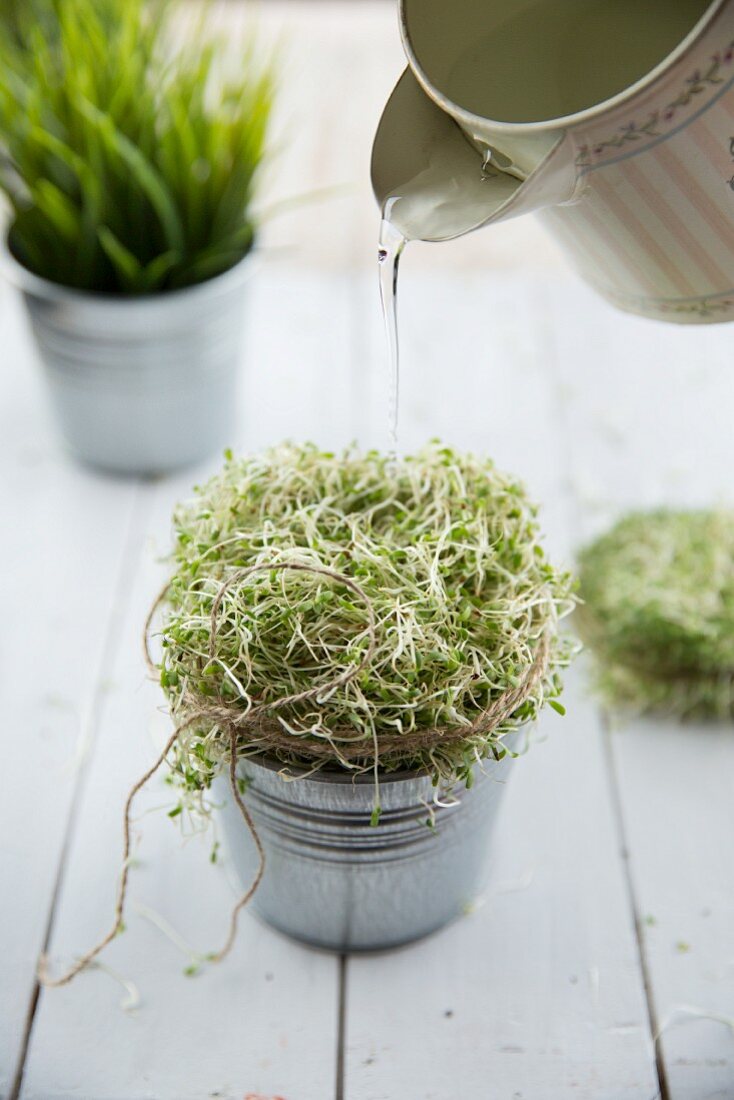 A zinc pot of alfalfa sprouts being watered