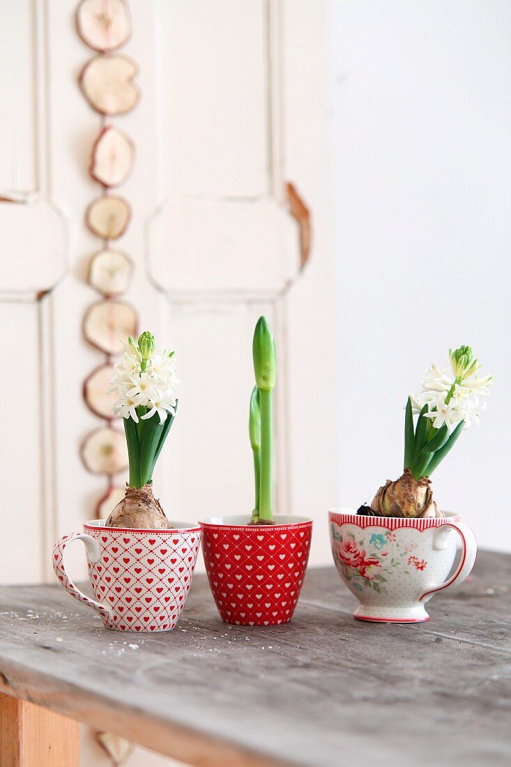 White hyacinths and amaryllis in vintage cups on wooden table