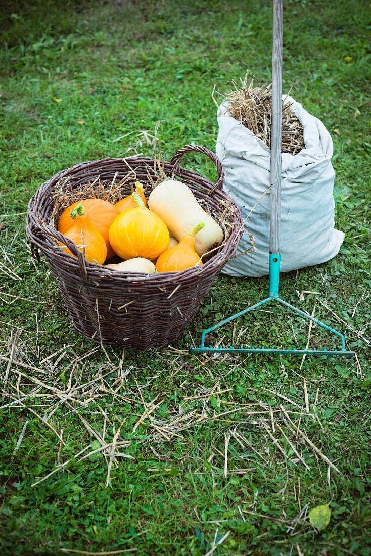 Butternut squash and Hokkaido pumpkins in a basket with a rake and a sack of hay