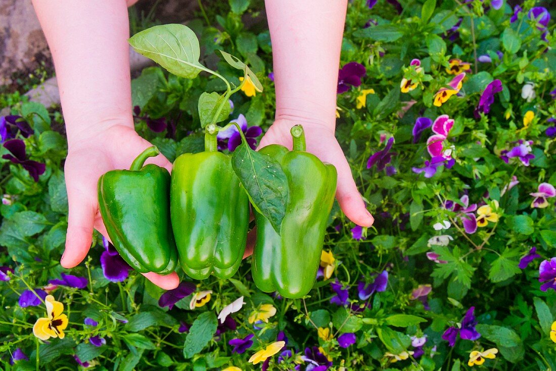 Hands holding green peppers over a bed of flowers