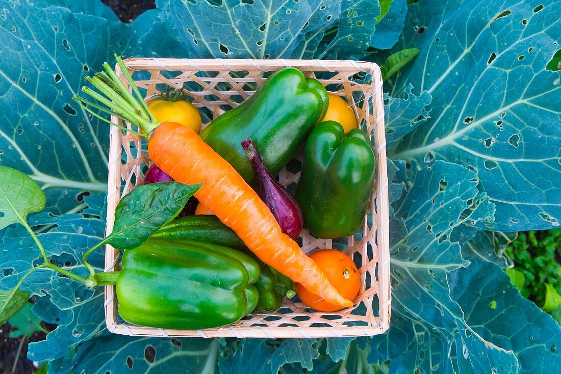 Korb mit frischem Gartengemüse inmitten von Kohlblättern