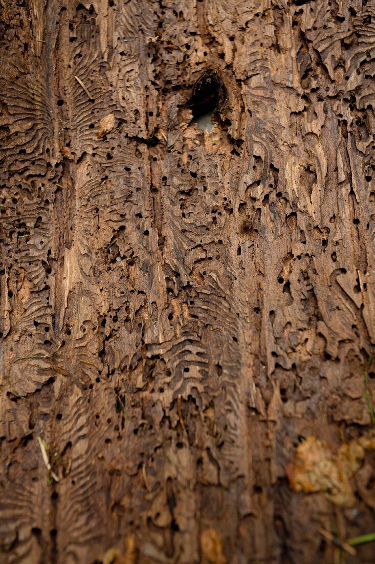 Marks left on tree bark by the bark beetle in the Bavarian Forest National Park, Germany