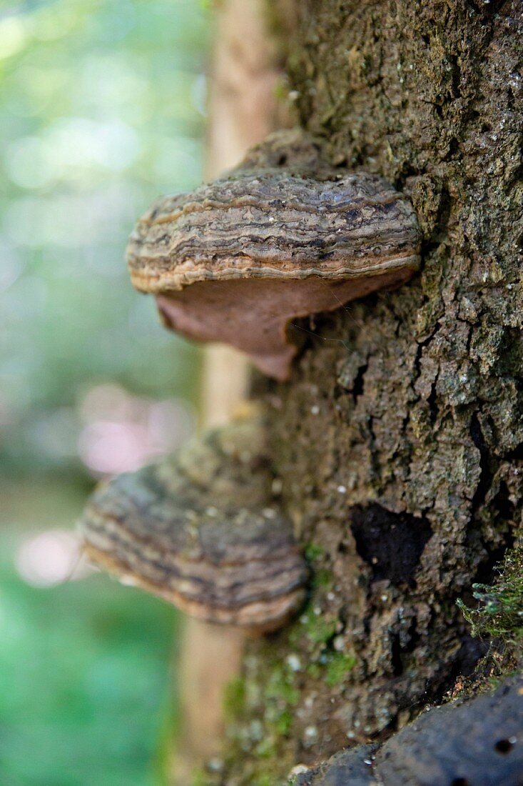 Tree fungus in the Bavarian Forest National Park, Germany