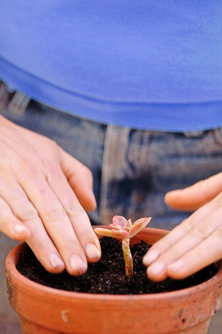 Hands plant succulent plants in a terracotta pot with soil