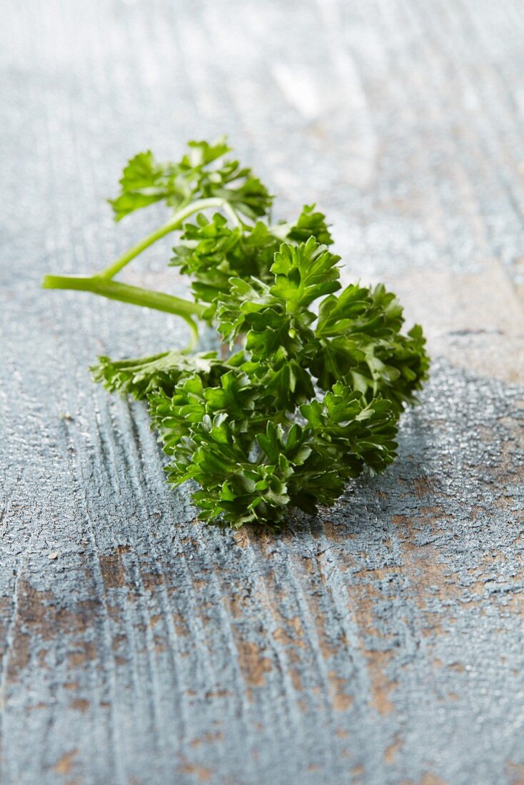 Curly-leaf parsley on a blue wooden background