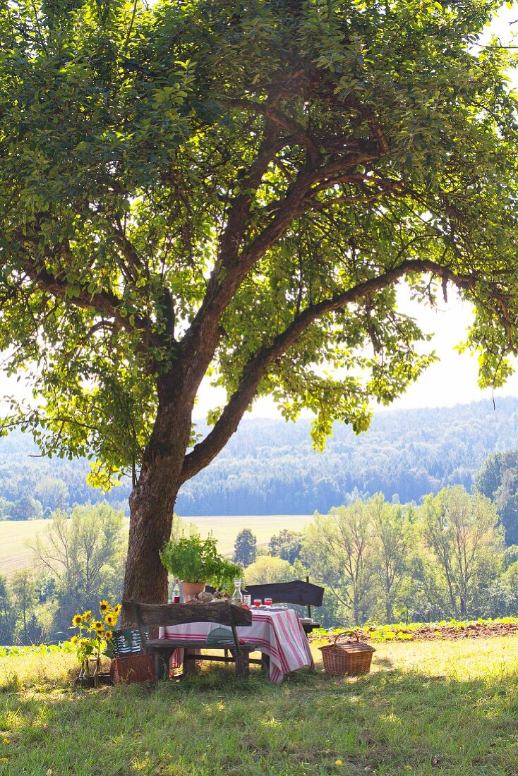 Picnic below apple tree in green meadow with view of sunny landscape