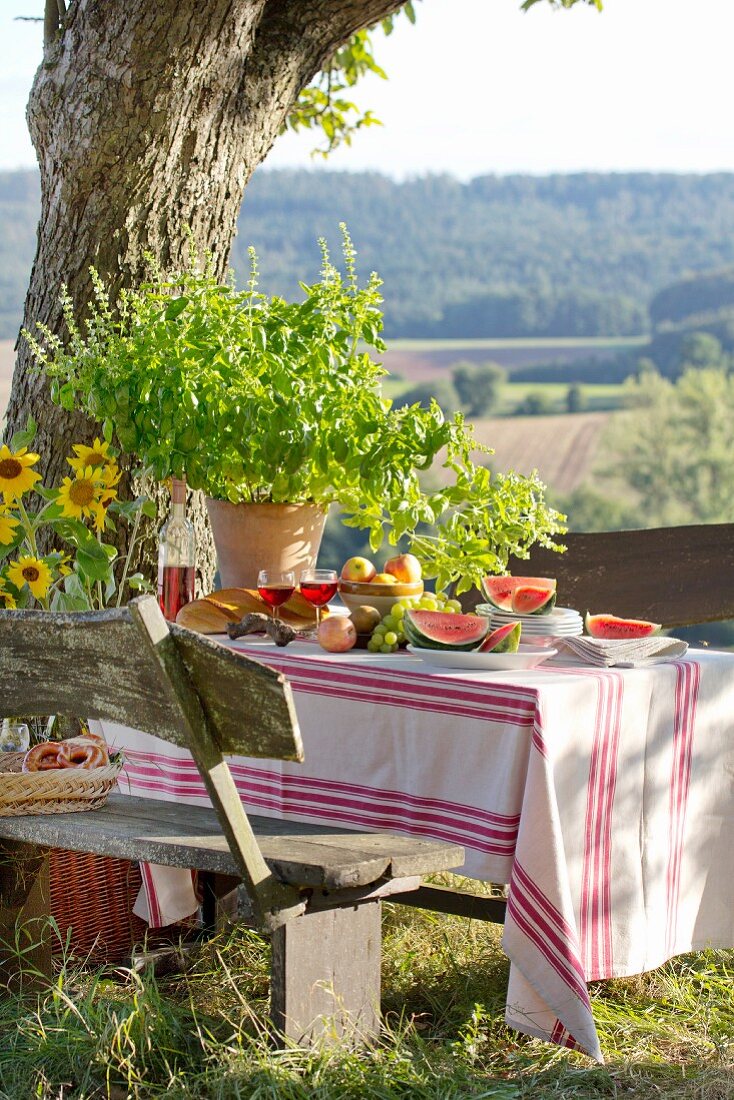 Fruit and basil plant on table set for picnic