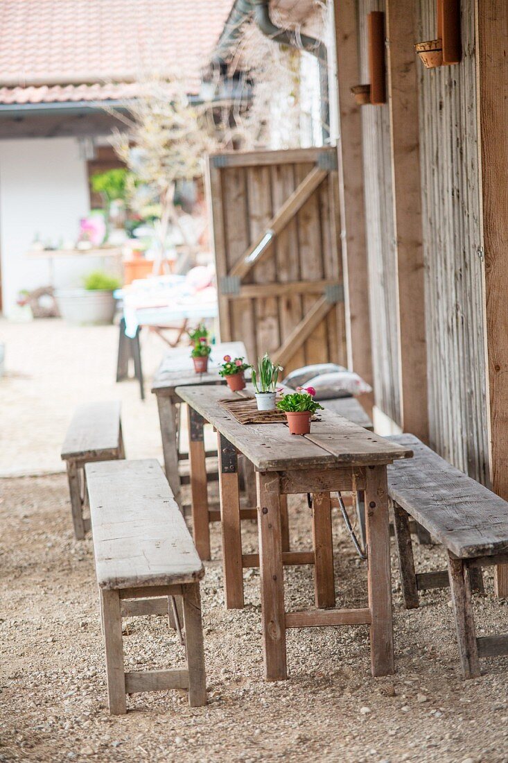 Einfacher Blumenschmuck mit Schneeglöckchen und Bellis auf verwitterten Holztischen vor Stallgebäude