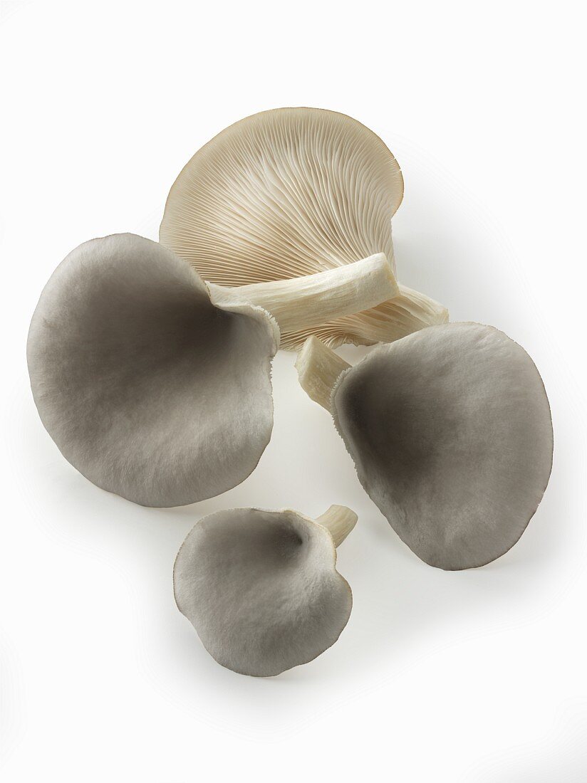 Fresh picked edible grey oyster mushrooms (Pleurotus) cut out against a white background