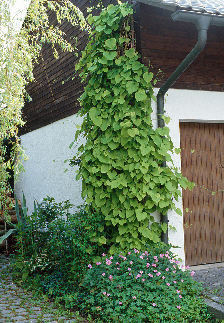 Aristolochia durior (whistle)