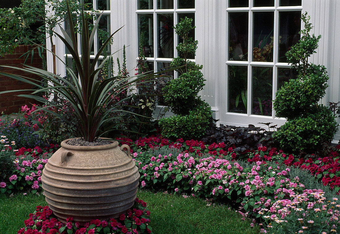 Gefüllte Impatiens, Buchspiralen, Cordyline