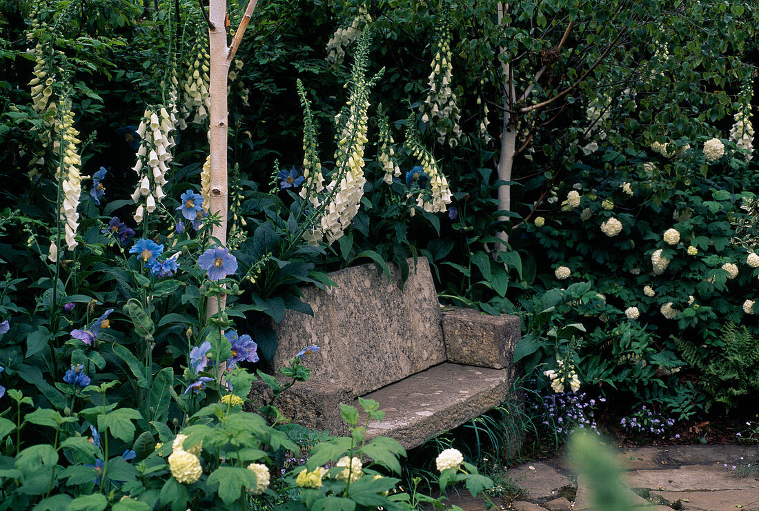 Stone bench in the shade with Digitalis, Meconopsis