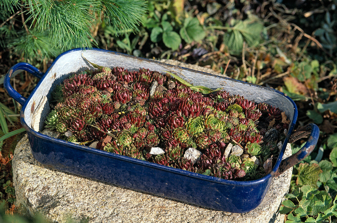 Sempervivum In old iron pan