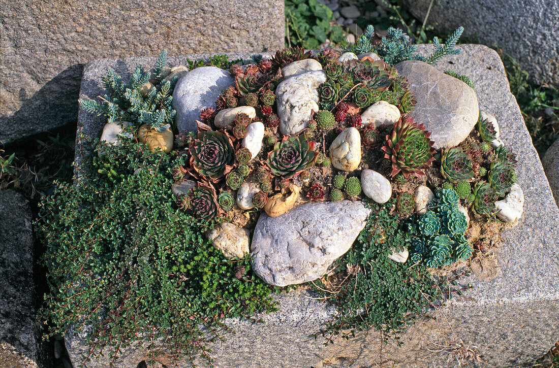 Mini rock garden in granite trough