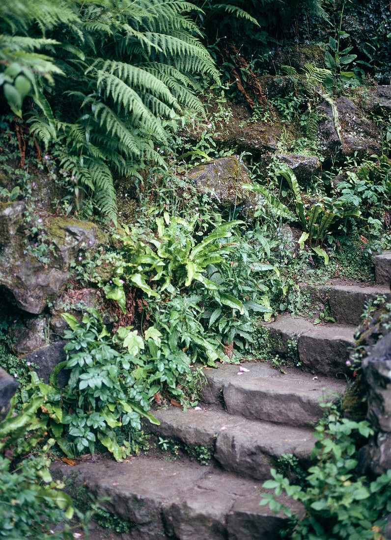 Treppe mit Farnen