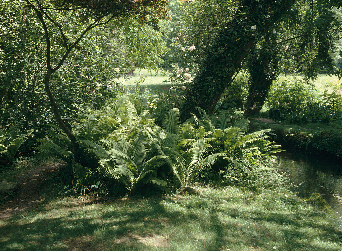 Ferns in the shade