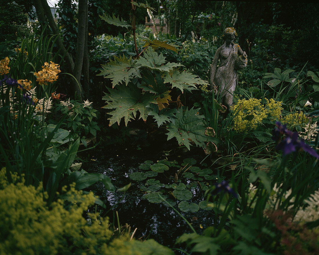 Rheum Palmatum, Primula florindae, Alchemilla Mollis