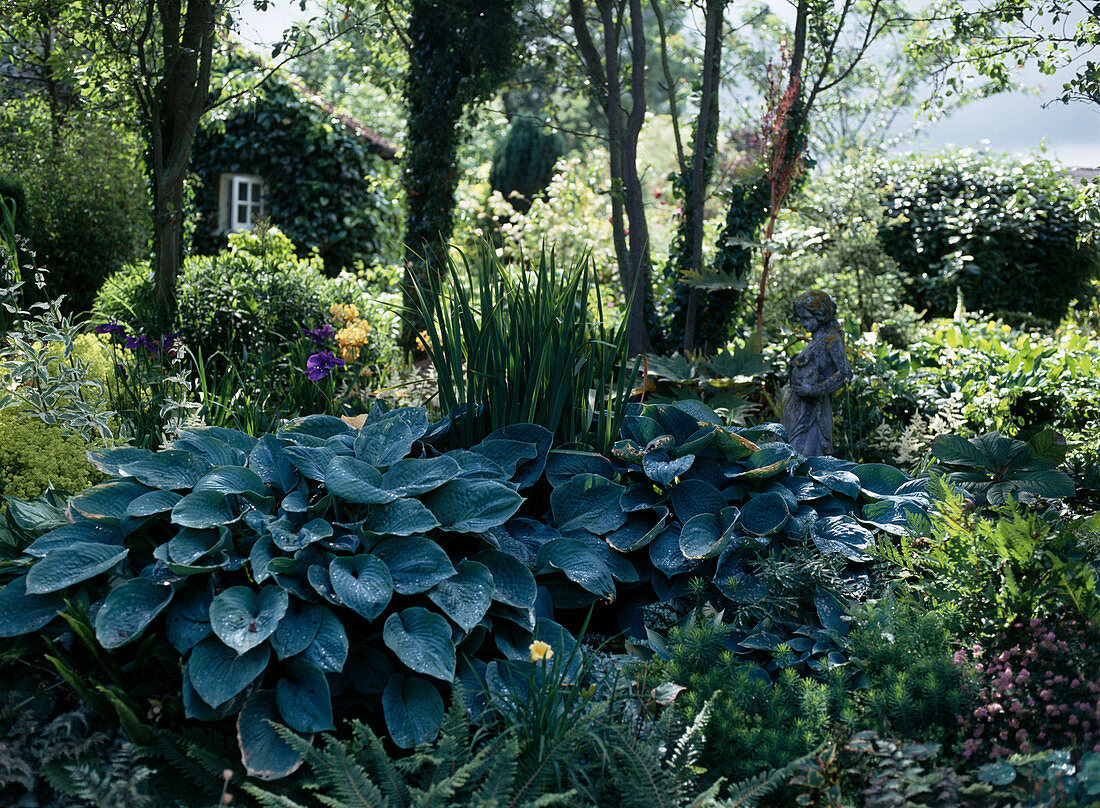 Shade planting with Hosta hybrids and ferns