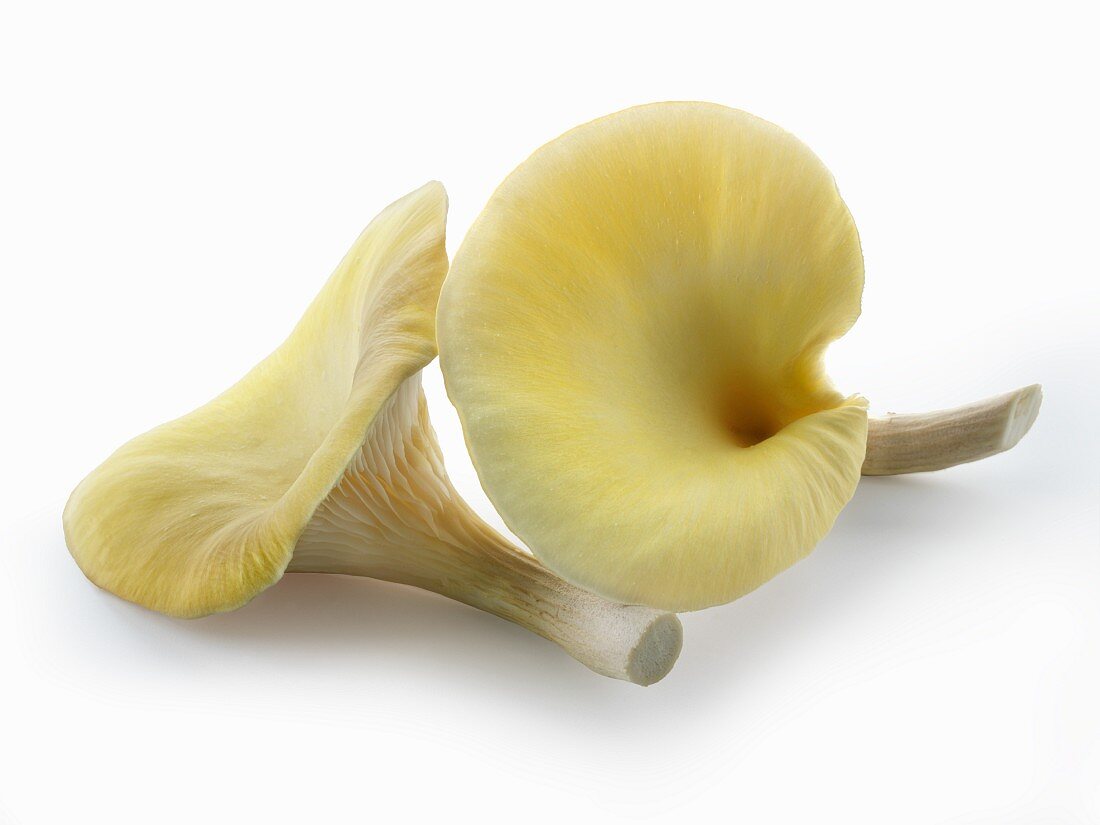Frische gelbe Austernpilze (Zitronenausternpilz, Limonenseitling, Pleurotus citrinopileatus)