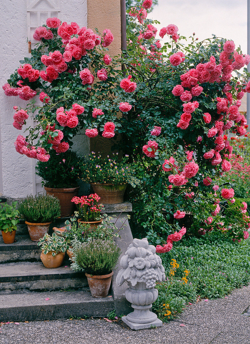 Climbing Rose 'Rosarium Uetersen'