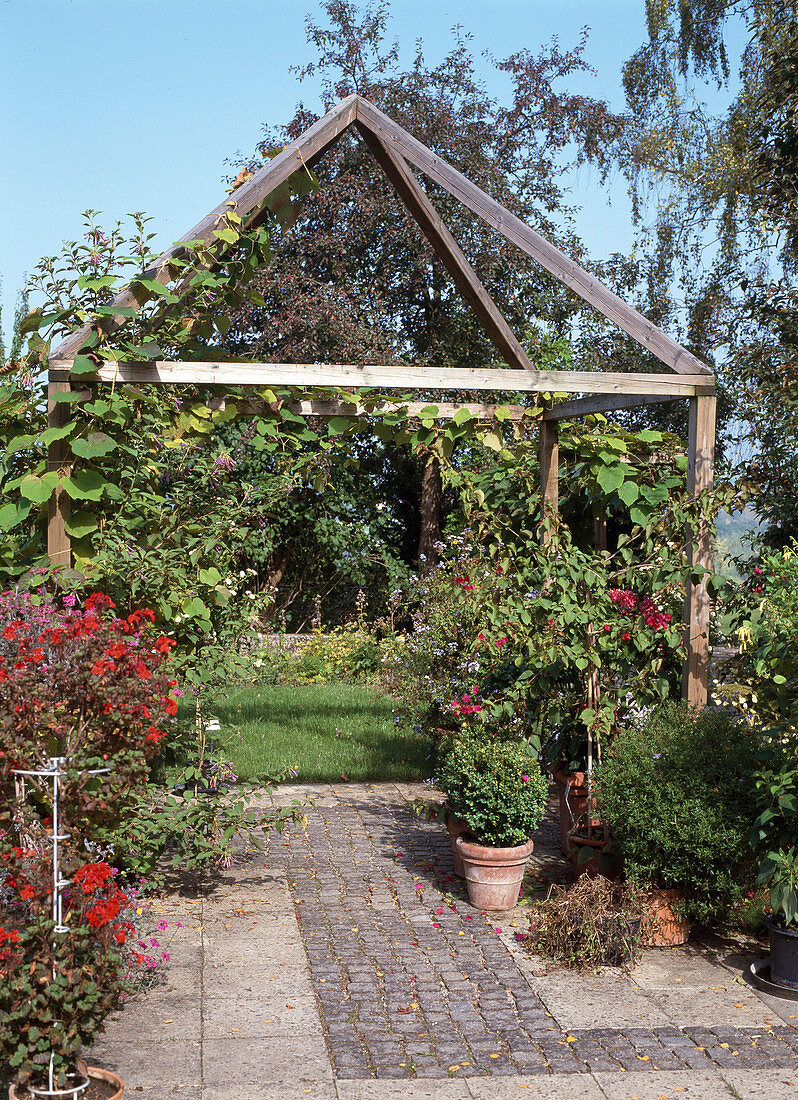 Pavilion with vitis, boxwood, bougainvillea