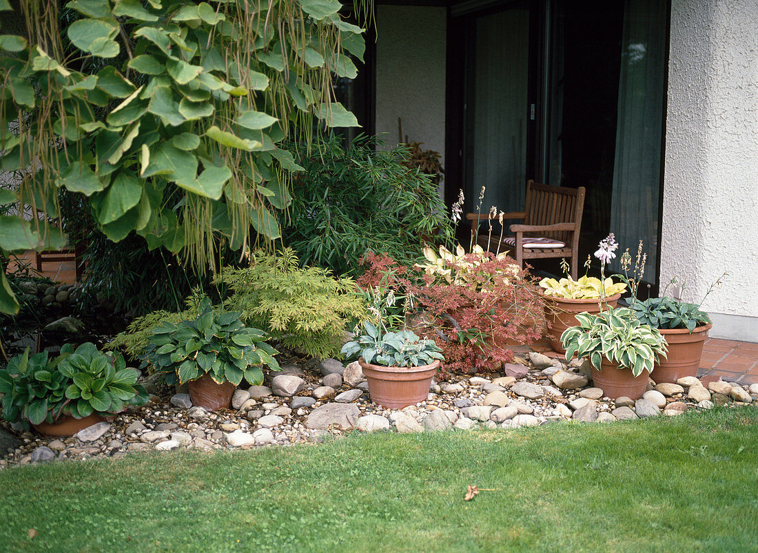 Terrace with hostas in pots