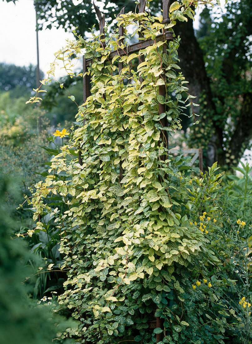 Iron trellis with Lonicera