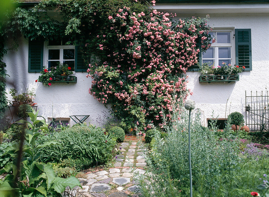 Climbing rose 'Raubritter'