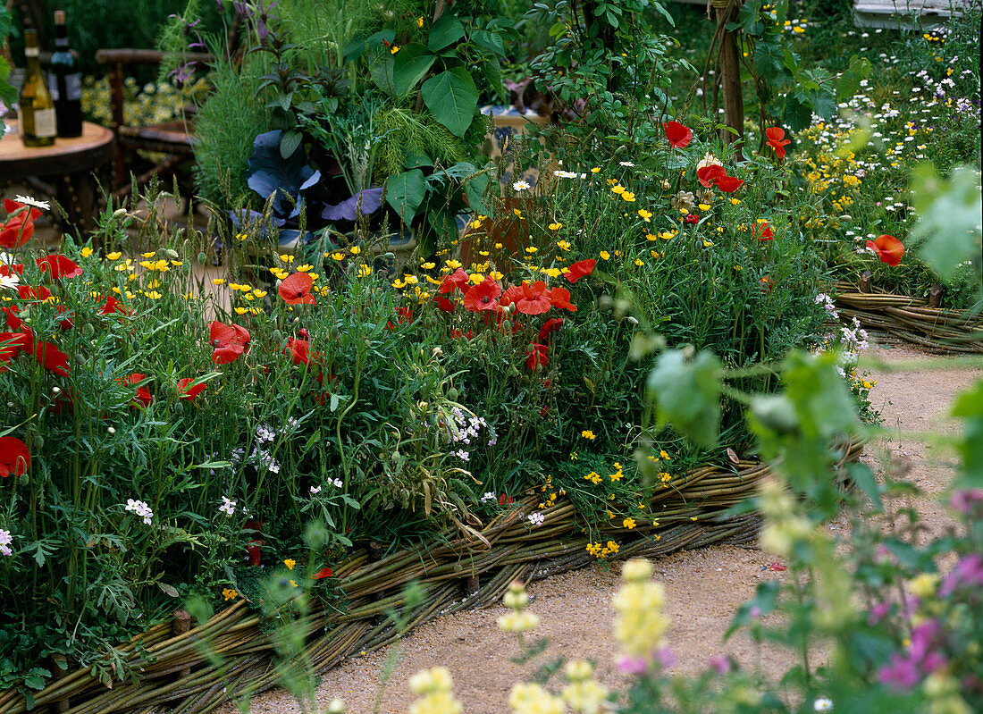 Naturbeet with poppies, daisies, grasses, buttercups