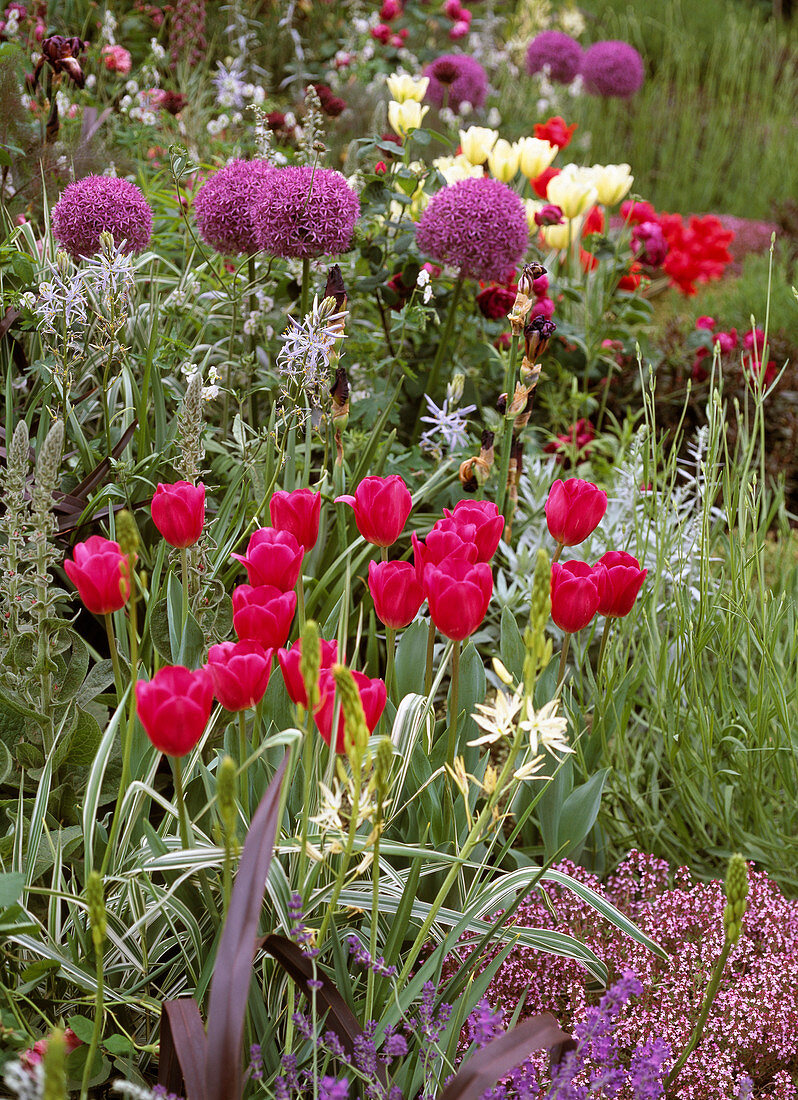 Allium giganteum (Zierlauch) Tulpen, Milchstern, Thymian