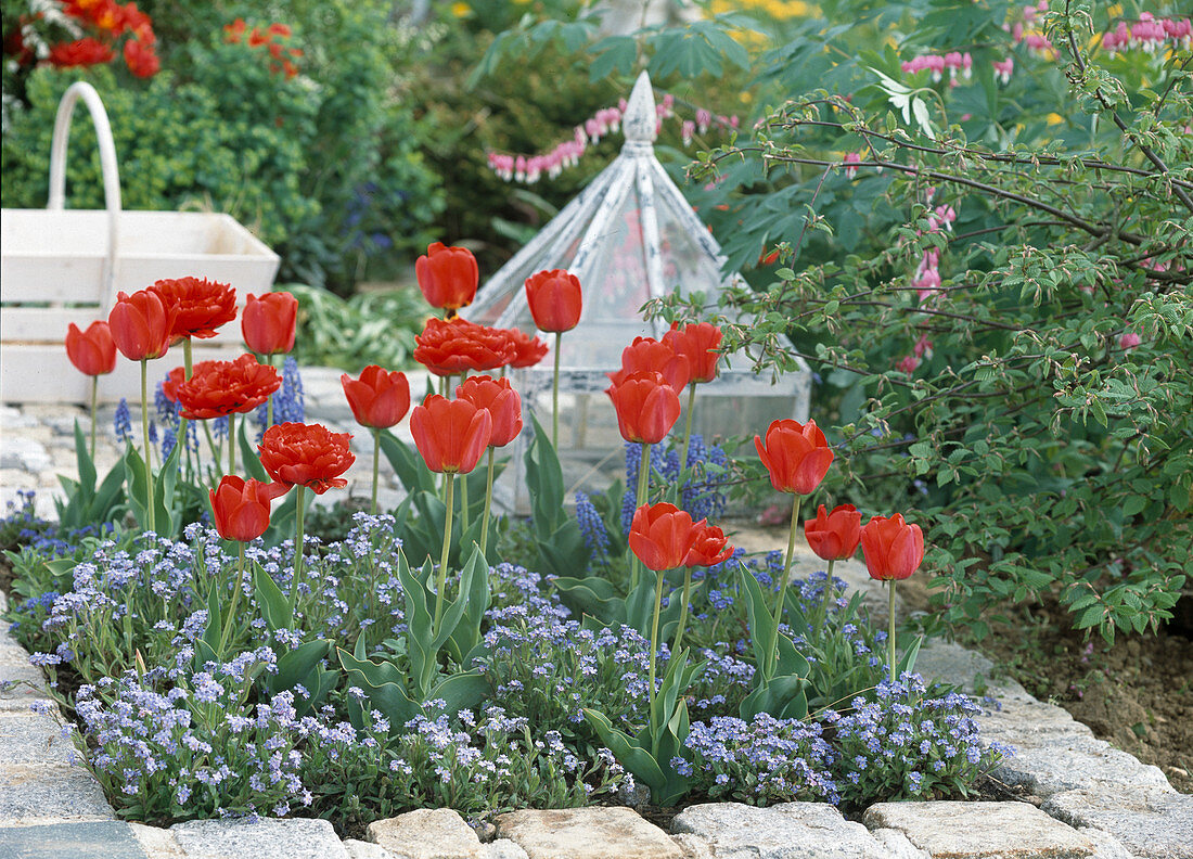 Tulipa (tulips), Myosotis (forget-me-not), white bench