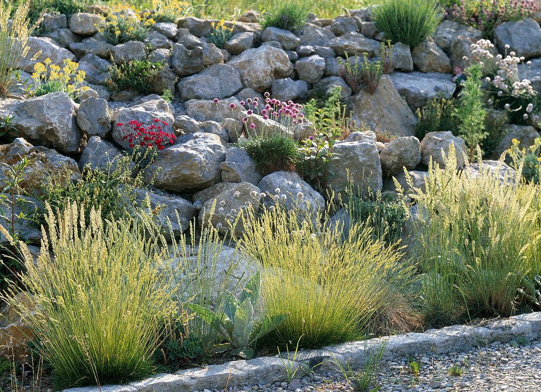 Rock garden with Armeria maritima (carnation), Dianthus (carnation)